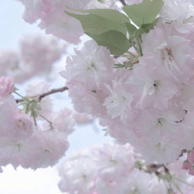 坡头福瑞交流群